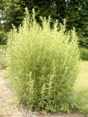 Artemisia dracunculus - Kliknutím na obrázek zavřete